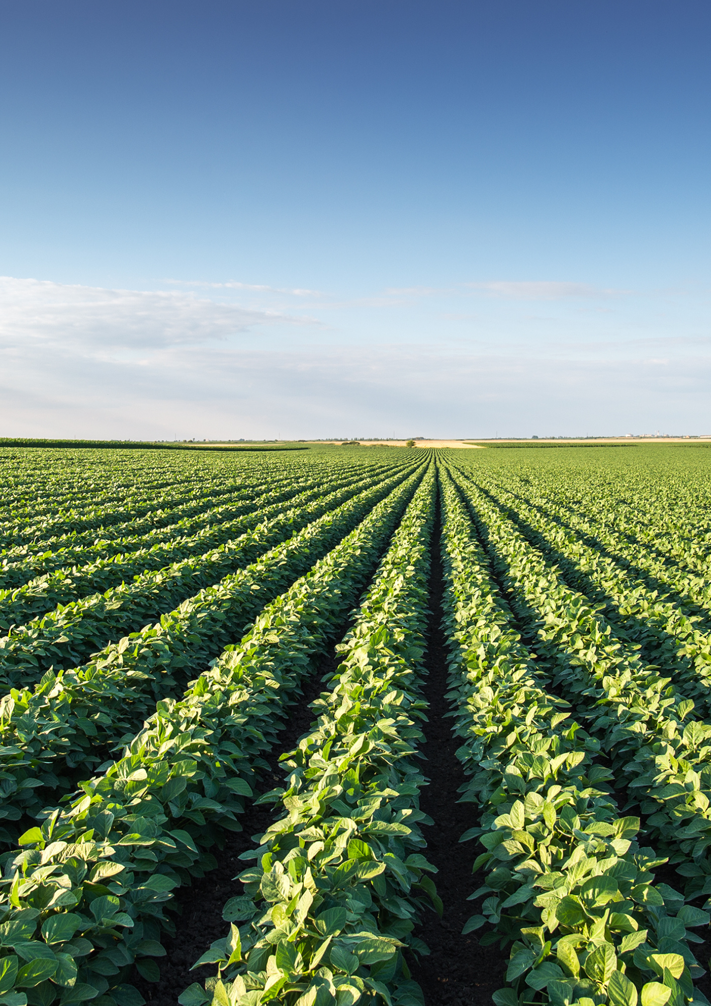 Bénéfices - Film de paillage - Ribeyron