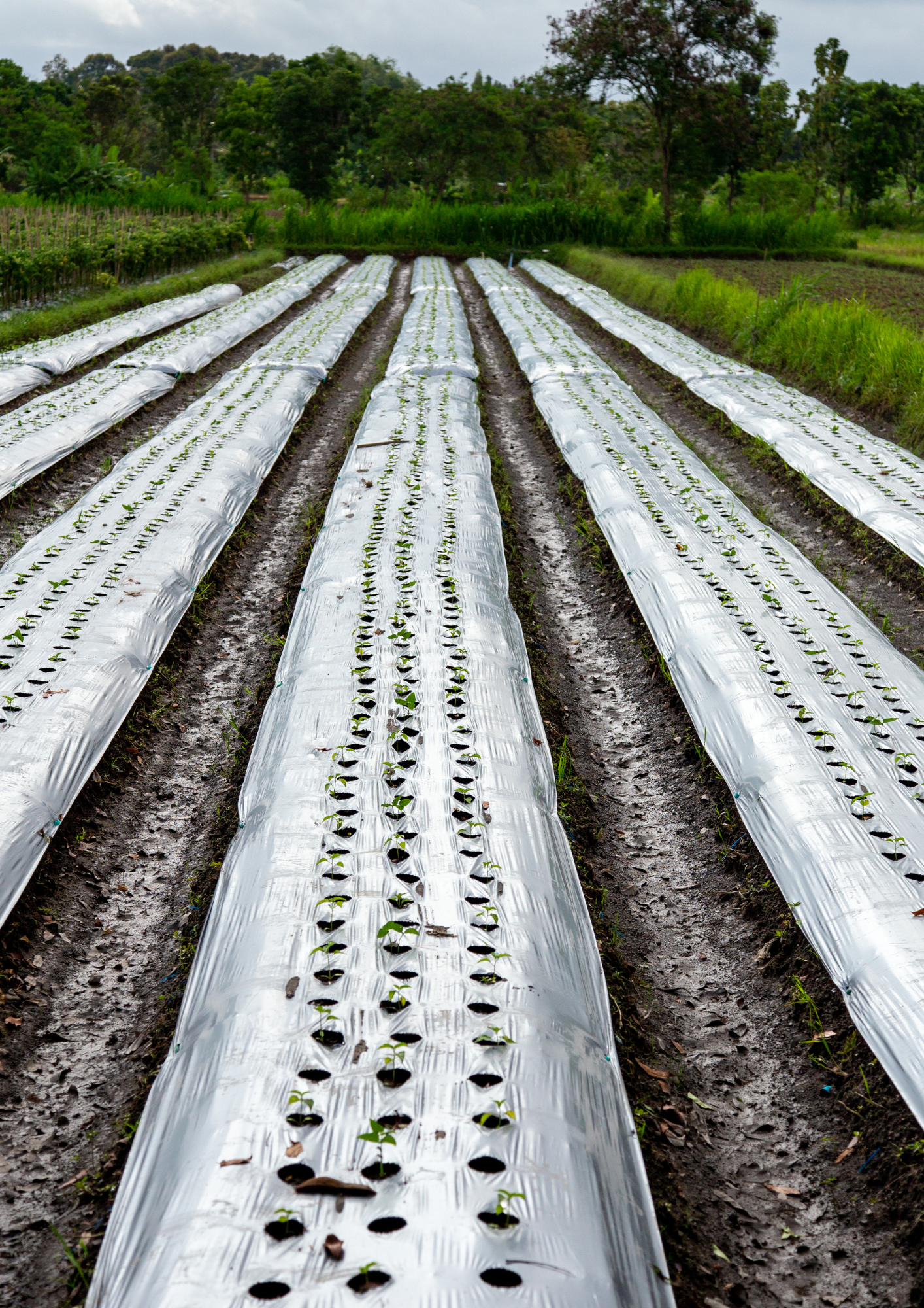 Caractéristiques - Film de paillage - Ribeyron