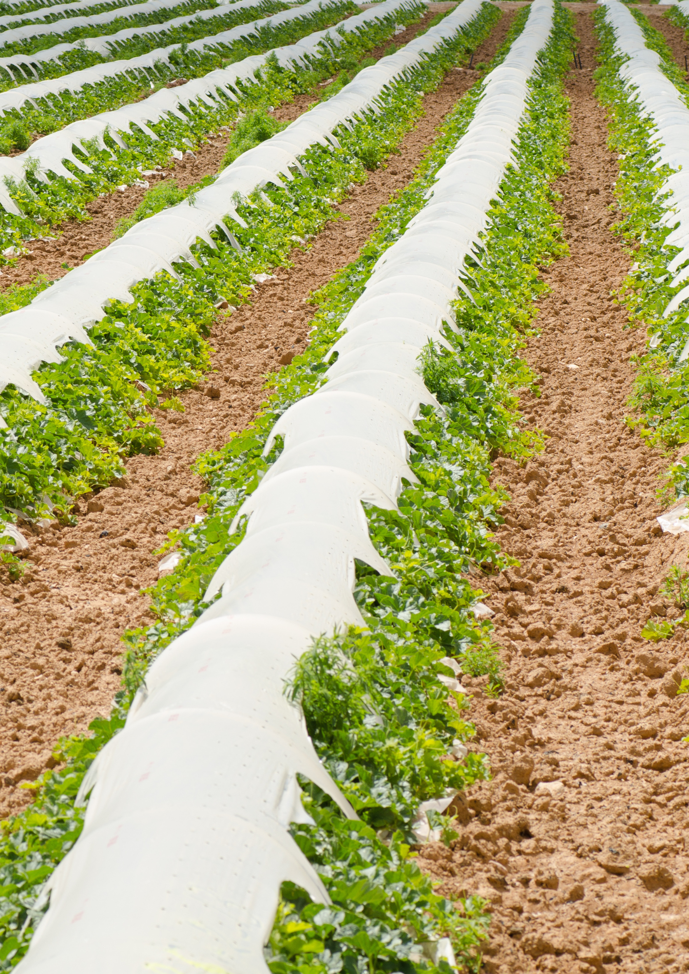 Film de paillage (2) - Produit - Ribeyron