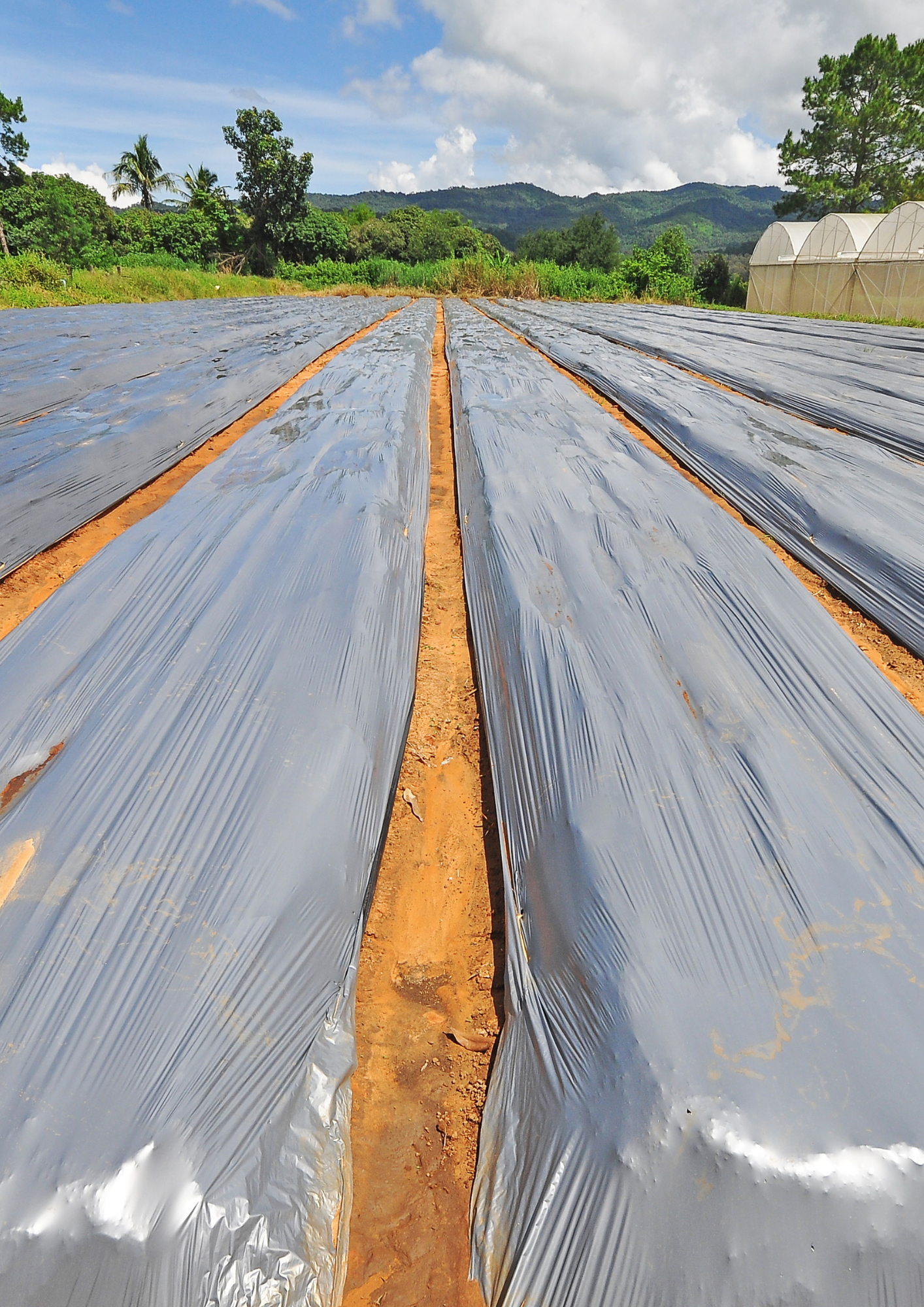 Film de paillage (3) - Produit - Ribeyron