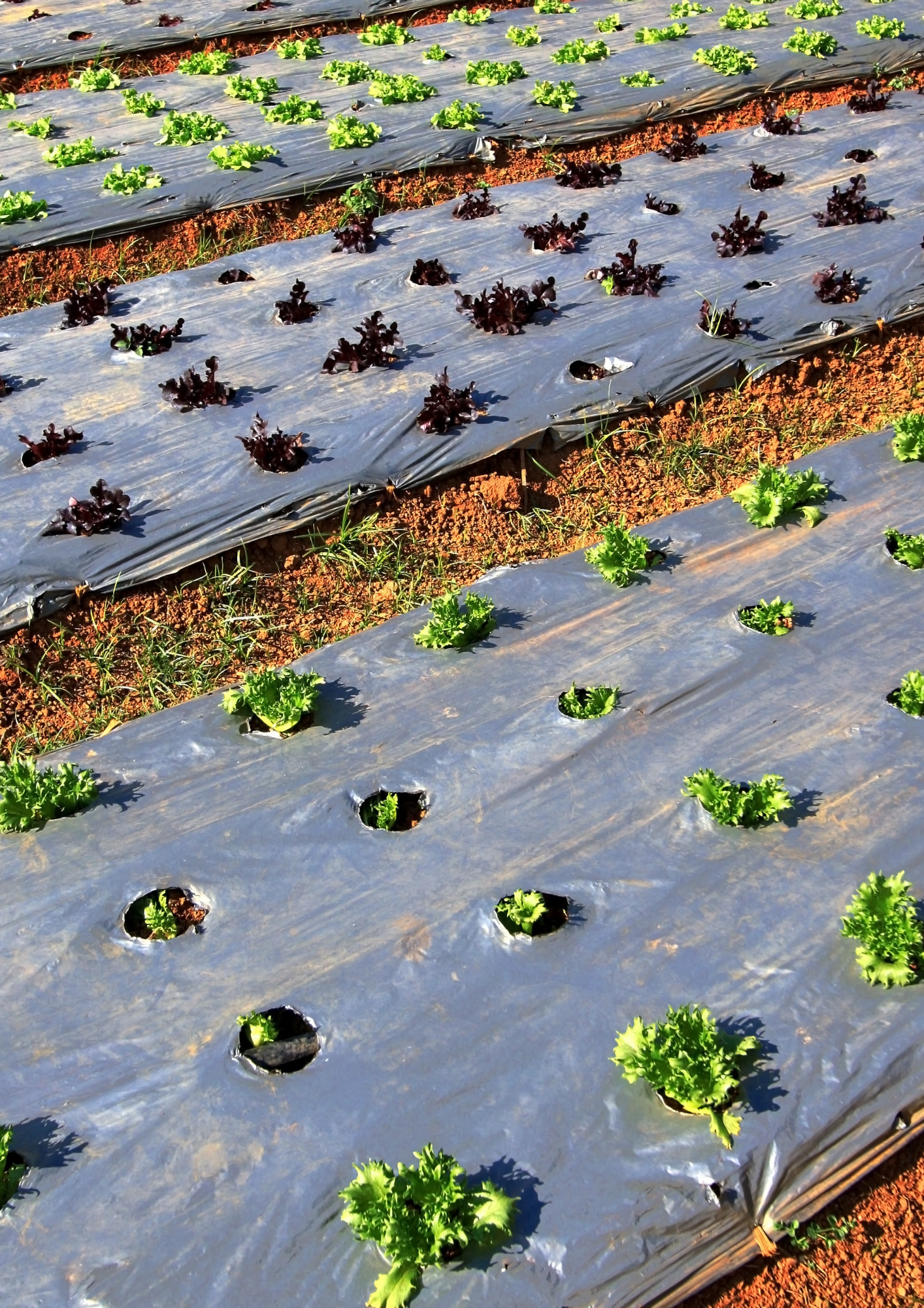 Film de paillage - Produit - Ribeyron