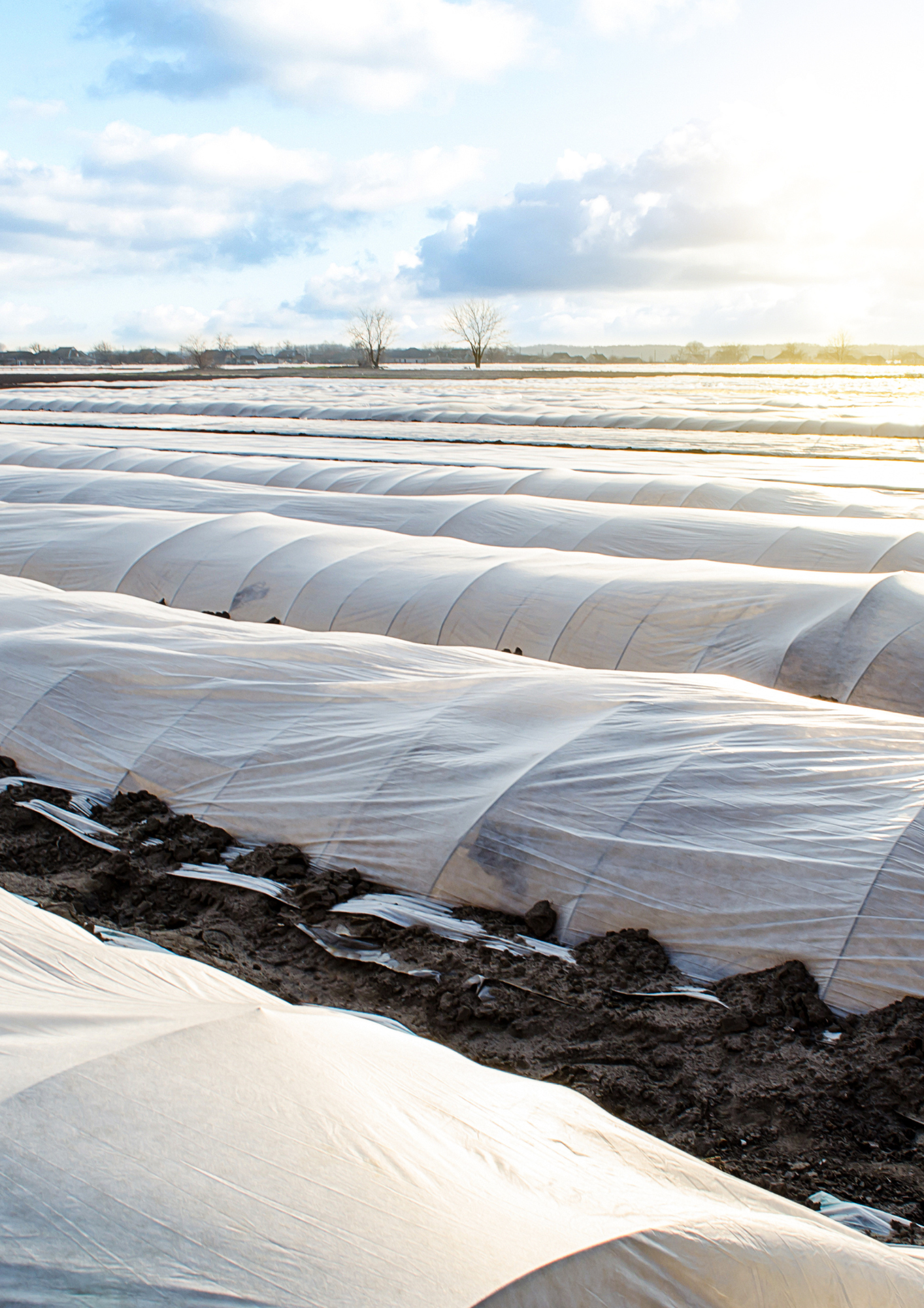 Caractéristiques - Films de forçage et semi-forçage - Ribeyron