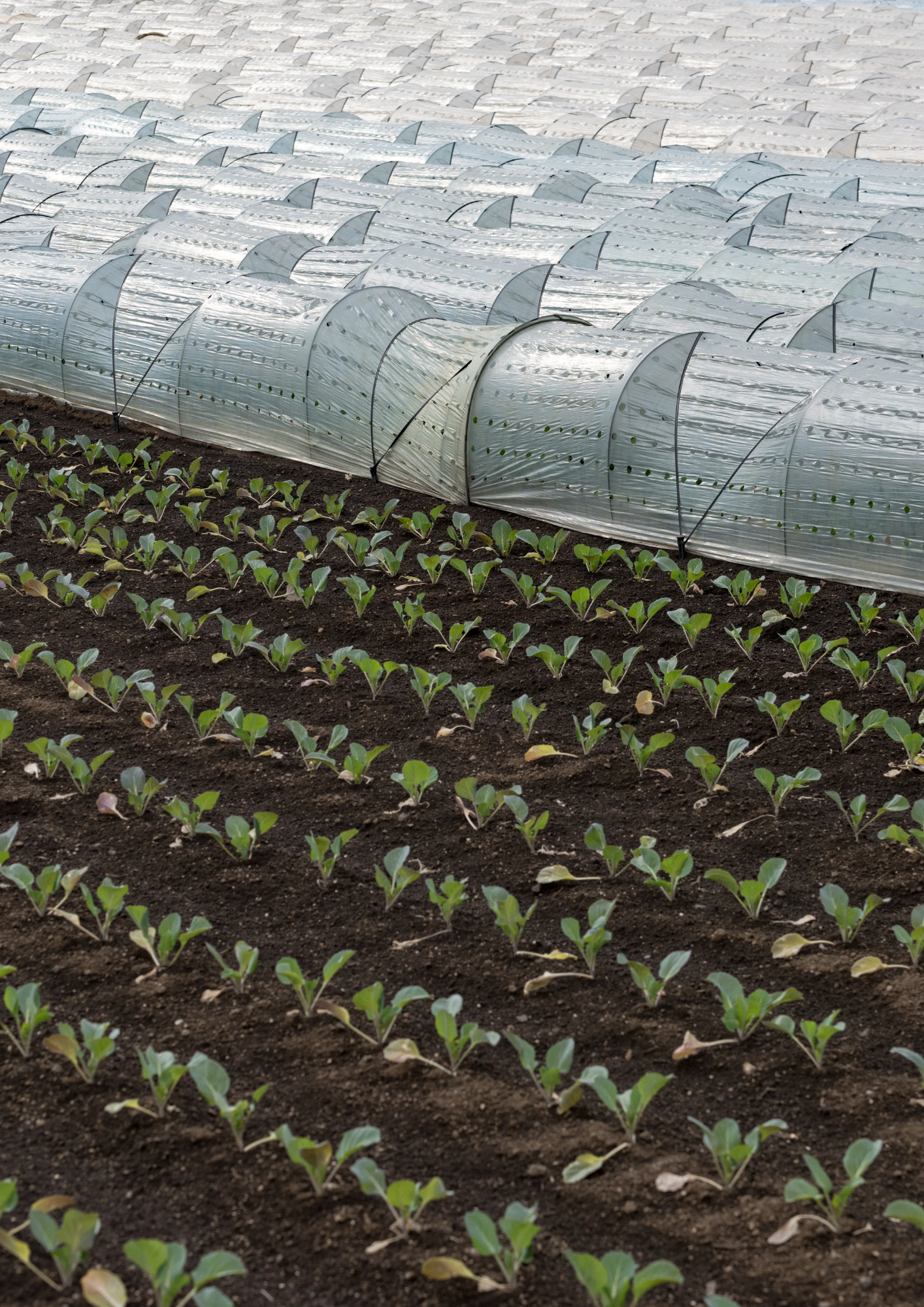 Films de forçage et semi-forçage (2) - Produit - Ribeyron