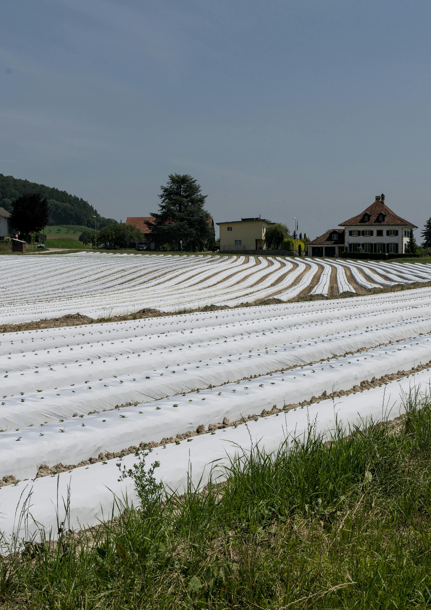 Films de forçage et semi-forçage - Produit - Ribeyron